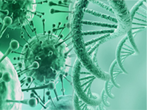 Fef4_2015_TumorCells_Enal1242534715.jpg