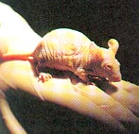 sd0040_1.jpg