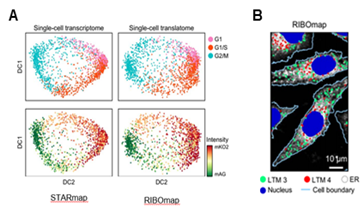 리보맵을 통한 세포 주기 및 소기관-특이적 in situ mRNA 단백질 번역 리보맵