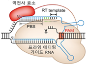 차세대  프라임 편집