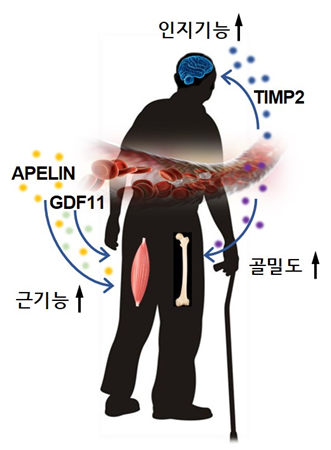 그림 설명: 역노화인자 timp2, GDF11, Apelin등은 인지기능과 근육의 기능을 복구시키다는게 알려져 있으며, 그밖에 비만세포를 분해하거나 뼈를 건강하게하고 혈관을 청소하는 역노화인자들이 존재한다고 예상된다.