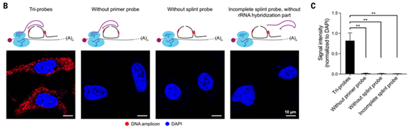 리보맵을 통한 세포소기관 수준의 in situ mRNA 단백질 번역