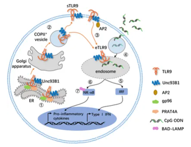 병원체를 인식하여 면역반응을 유도하는 톨-유사수용체(TLR, Toll-likeReceptors) 이미지