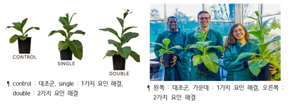 < 광합성 문제해결 후 대조군과의 비교(좌), 광합성 효율 촉진 후 실제 작물 모습(우) > 이미지