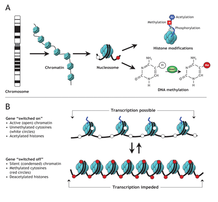 DNA methylation과 histone modification에 의한 뉴클레오좀 구조 변화와 유전자 발현 조절 메커니즘 이미지