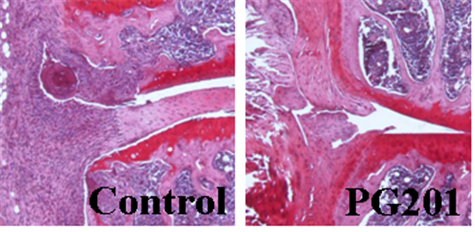 ollagen-induced Arthritis 동물 실험 모델 이미지