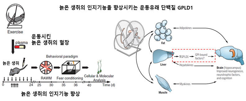 운동유래 GPLD1의 뇌에서 효능 이미지