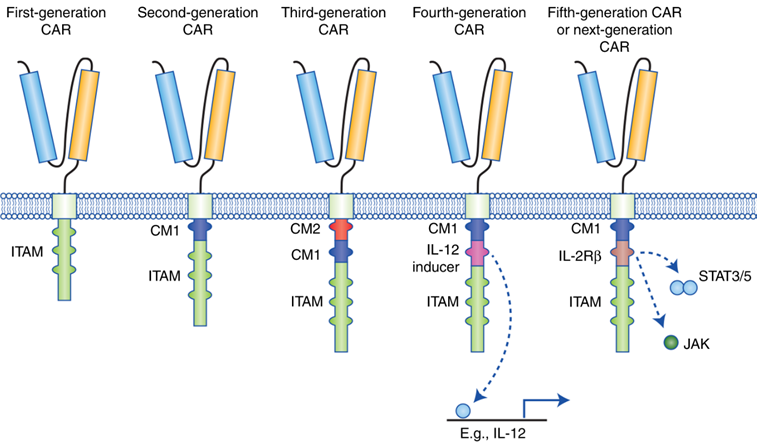 CAR-T generation 이미지