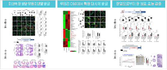 신규 루테리 균주 및 대사체의 장 발달 및 장 보호 효능 검증 이미지