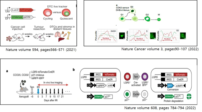 Dormant cancer cell detection 기술 이미지