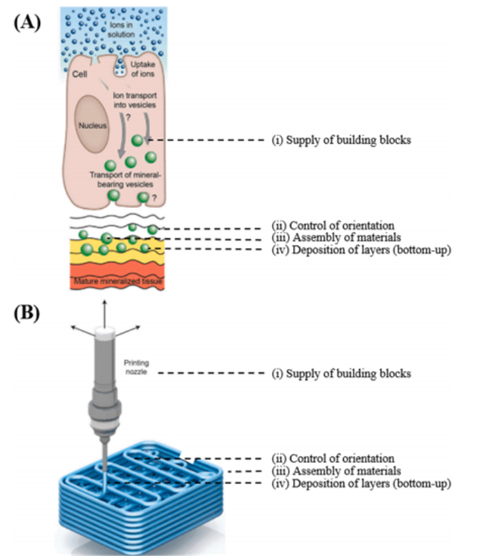 생체모방 3D printing 이미지
