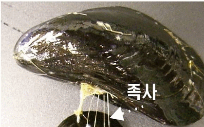 다양한 표면에 항체를 효율적으로 고정시킬 수 있는 링커 개발