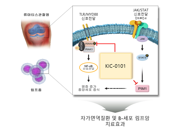 고령층에서 심각한 희귀 난치질환인 류마티스 관절염 및 림프암 치료 후보물질 개발