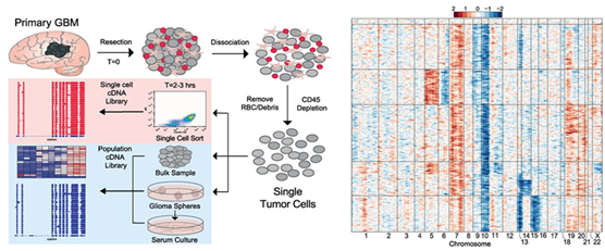 [2023 생명공학백서 | 그림 3-27] scRNA-seq을 이용한 종양 내 교모세포종 간 이질성(heterogeneity) 정량 결과 이미지